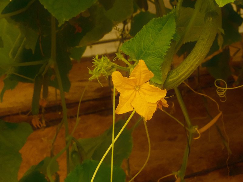 A close-up of a yellow flower among green leaves, with a rustic wooden background.