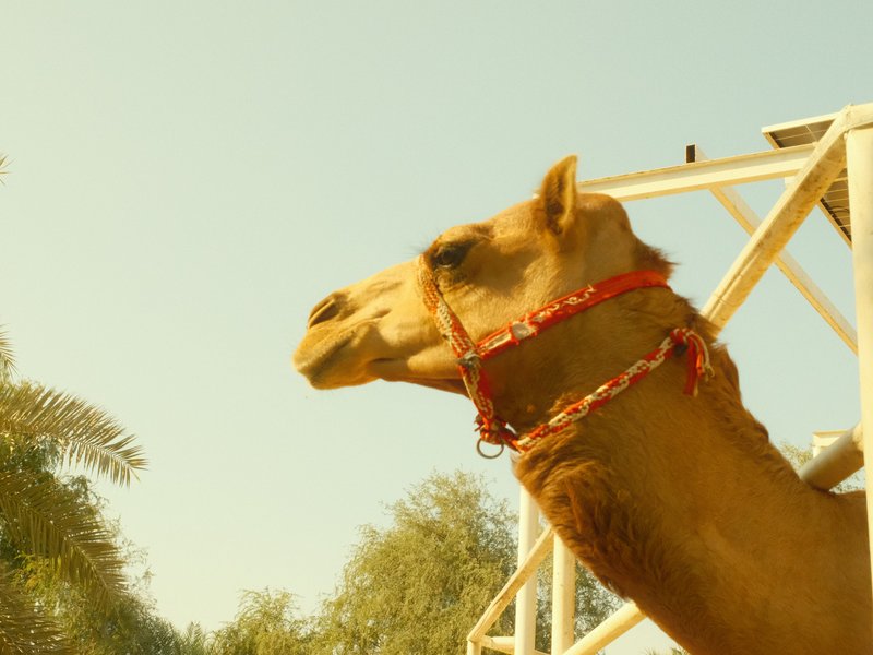 A close-up of a camel's head with a red harness against a clear blue sky.