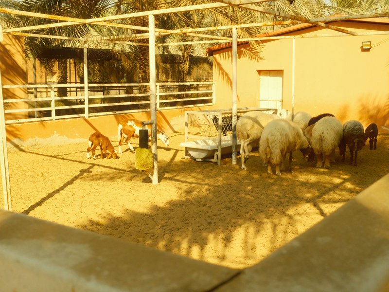 A group of sheep and a dog in a fenced area with a building in the background under warm sunlight.