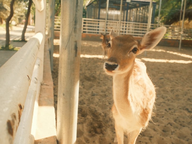 A young calf standing in a sandy enclosure with wooden fencing and trees in the background.
