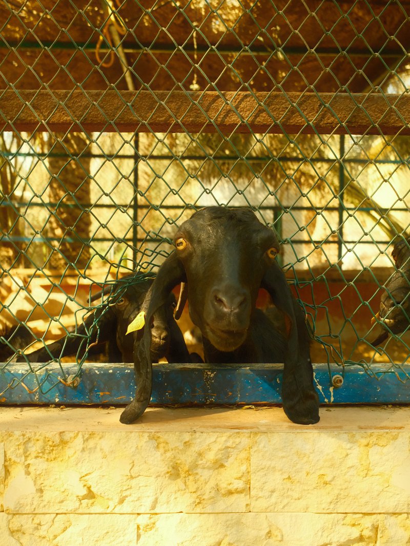 A black goat with prominent eyes peering through a wire fence in a farm setting.