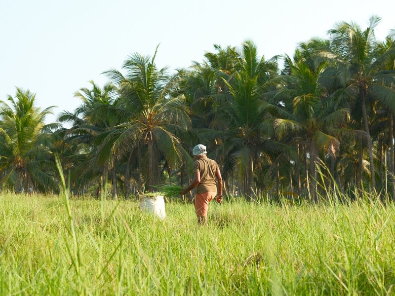 A person walking through tall grass with palm trees in the background under a clear blue sky.