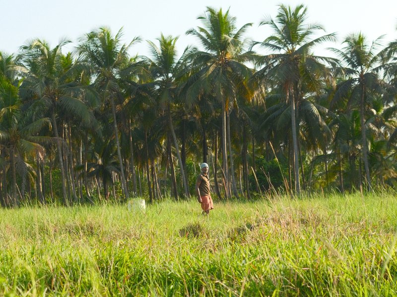 A person walking through a grassy field with tall palm trees in the background under bright sunlight.