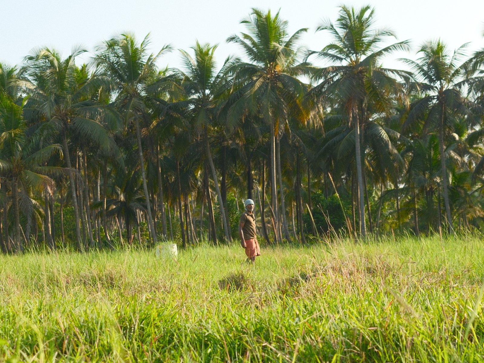 A person walking through a grassy field with tall palm trees in the background under bright sunlight.