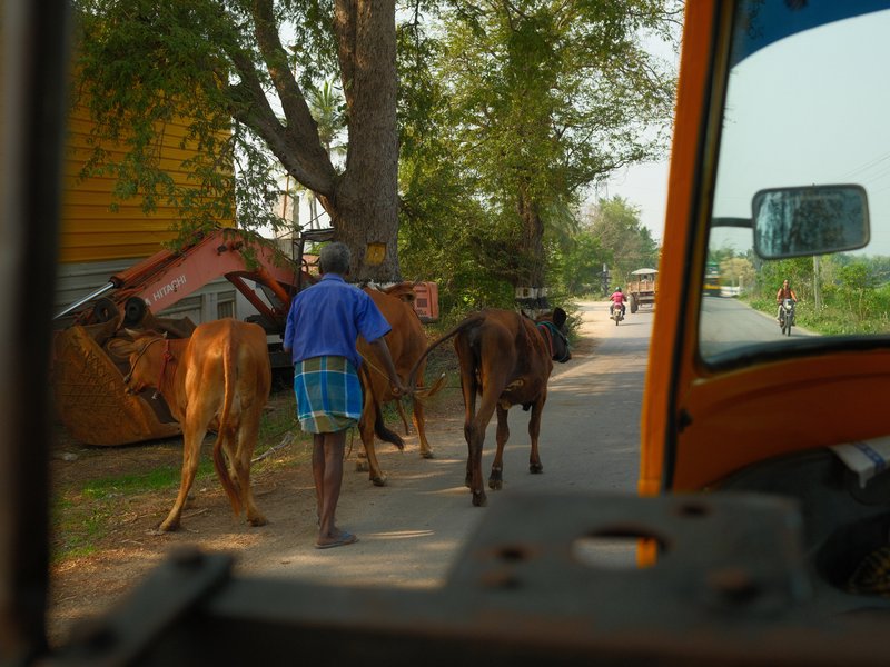 A person leading cows down a rural road with trees and vehicles in the background.