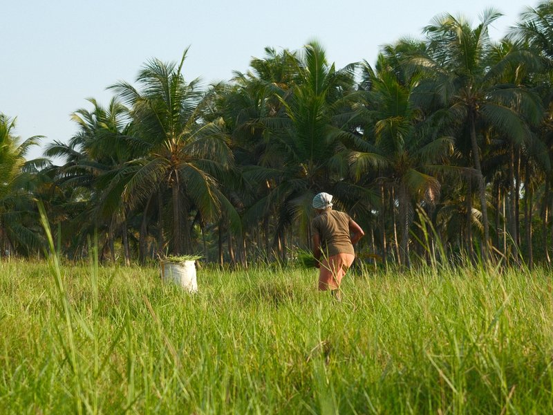 A person walking through tall grass with palm trees in the background under a clear blue sky.