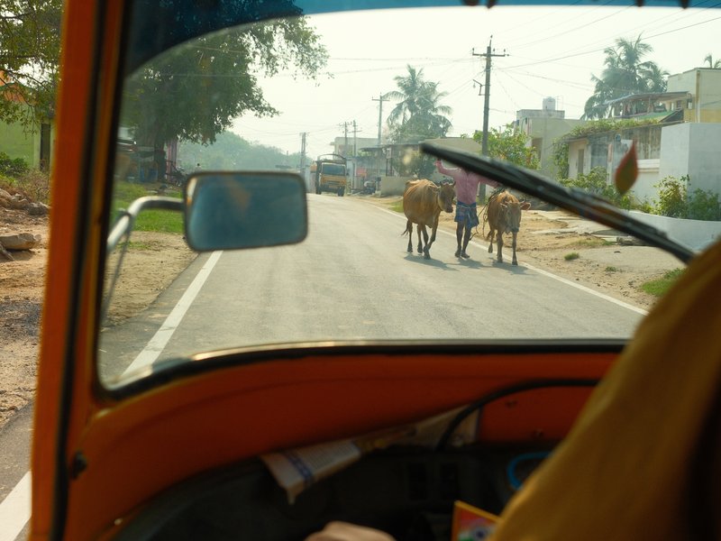 View from an auto rickshaw showing a rural road with two people walking with cows.