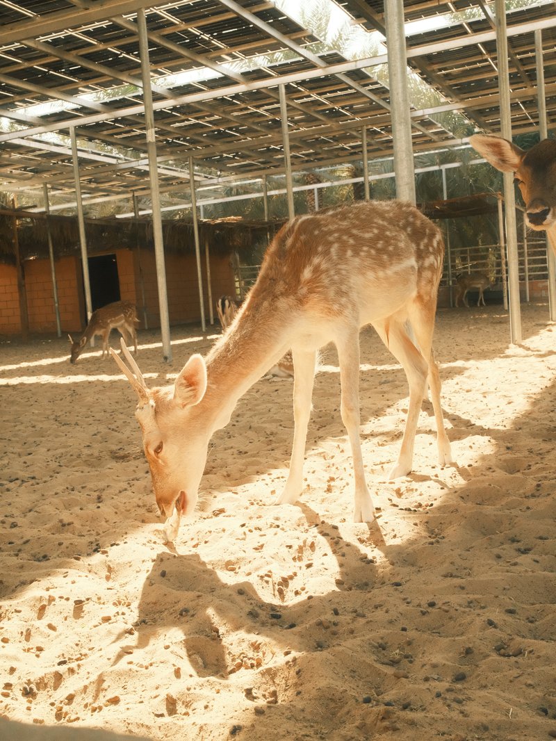 A young deer grazing on sandy ground in a shaded enclosure with soft sunlight filtering through.