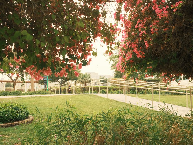A serene garden scene with vibrant pink flowers framing a grassy path and gentle greenery.