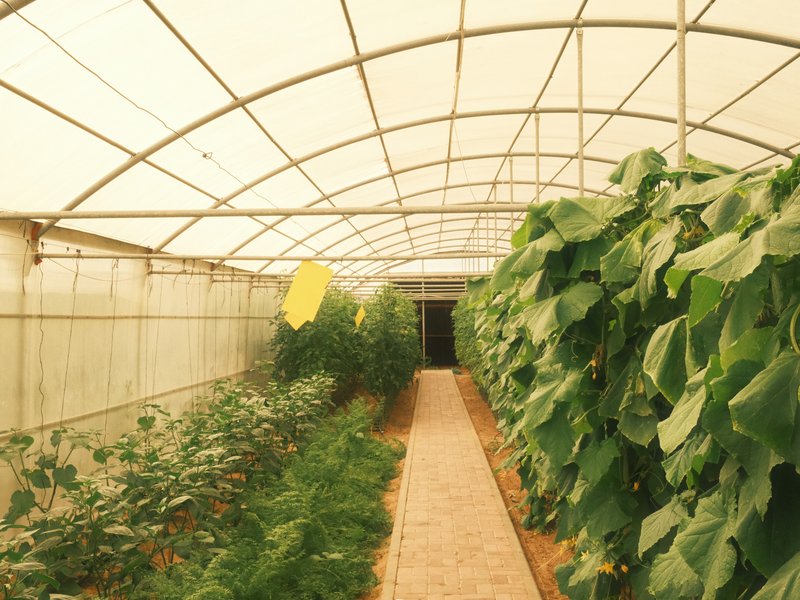 Interior view of a greenhouse with rows of plants and a pathway leading to a dark entrance.