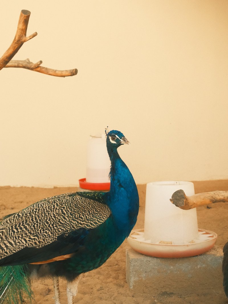 A peacock standing in an indoor setting with a beige wall and feeding containers.