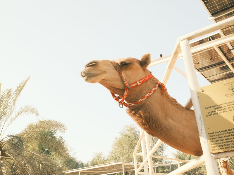 A camel with a chain around its neck peering out from a pen, surrounded by palm trees under a bright sky.