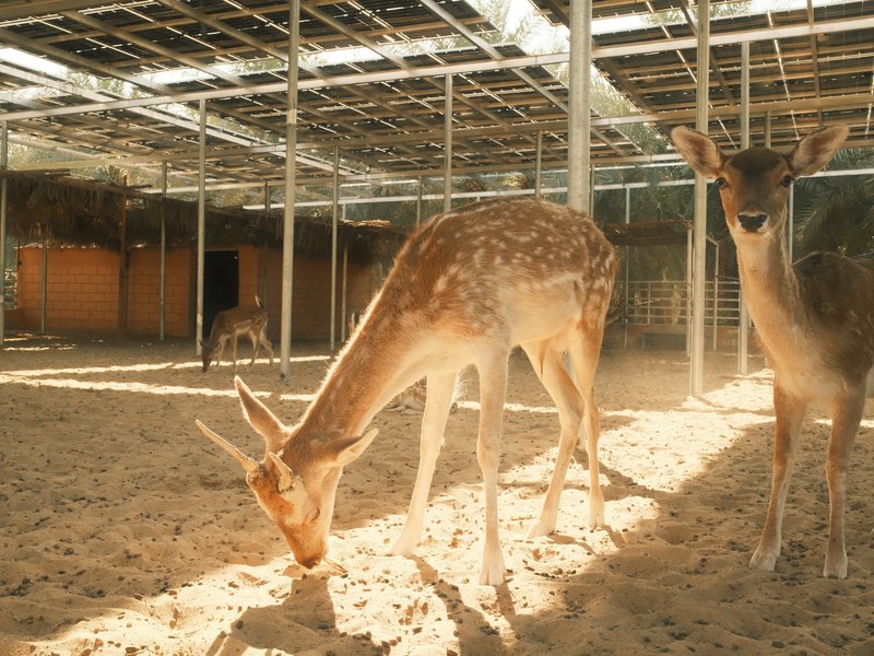 Two deer in a sandy enclosure with sunlight filtering through a roof structure.
