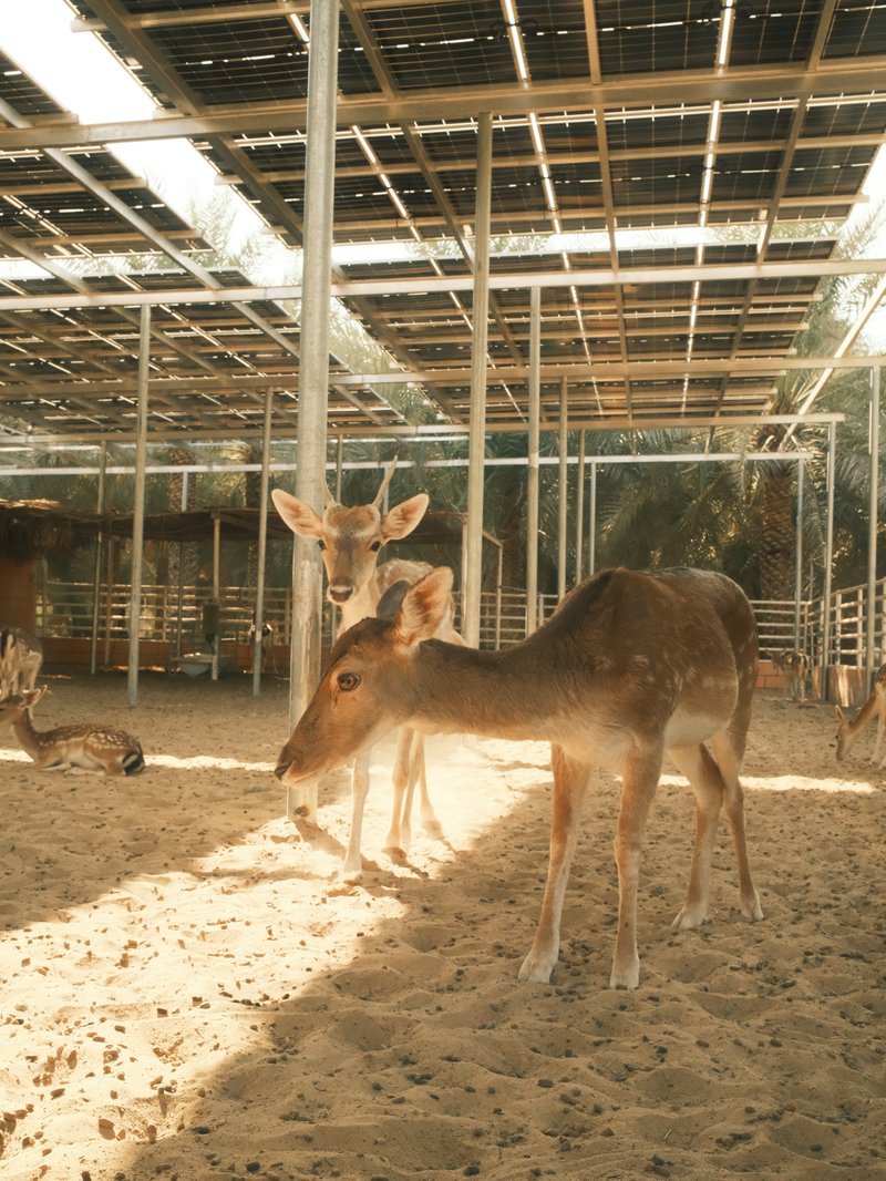 Two deer in a sandy enclosure under a roof with sunlight filtering through.