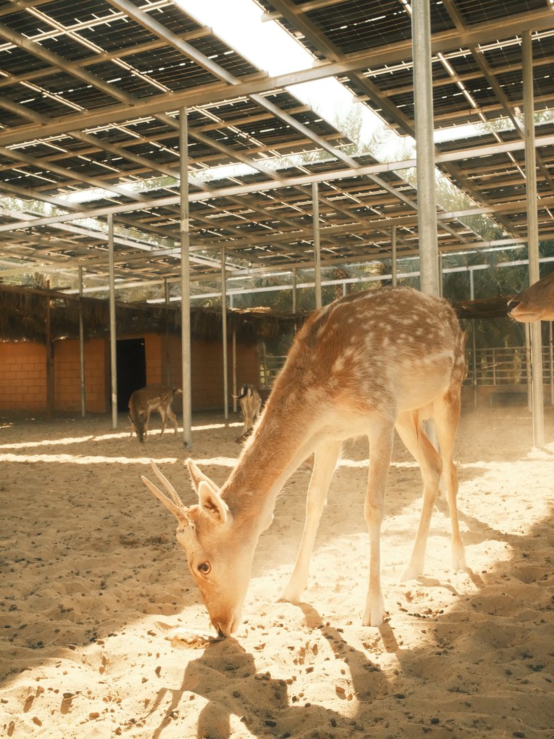 A spotted deer grazing on sandy ground in a spacious enclosure with beams of sunlight filtering through.