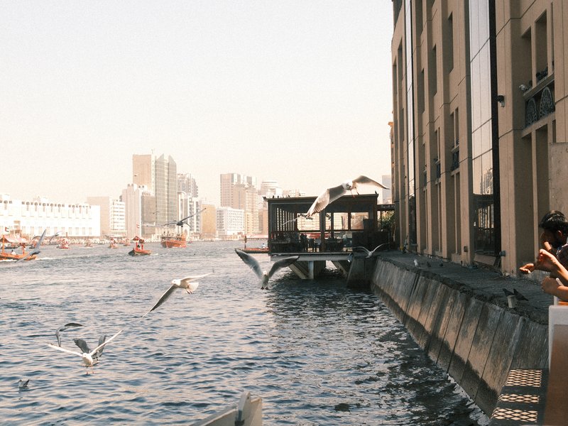 A waterfront scene with buildings, boats, and seagulls flying over the water.