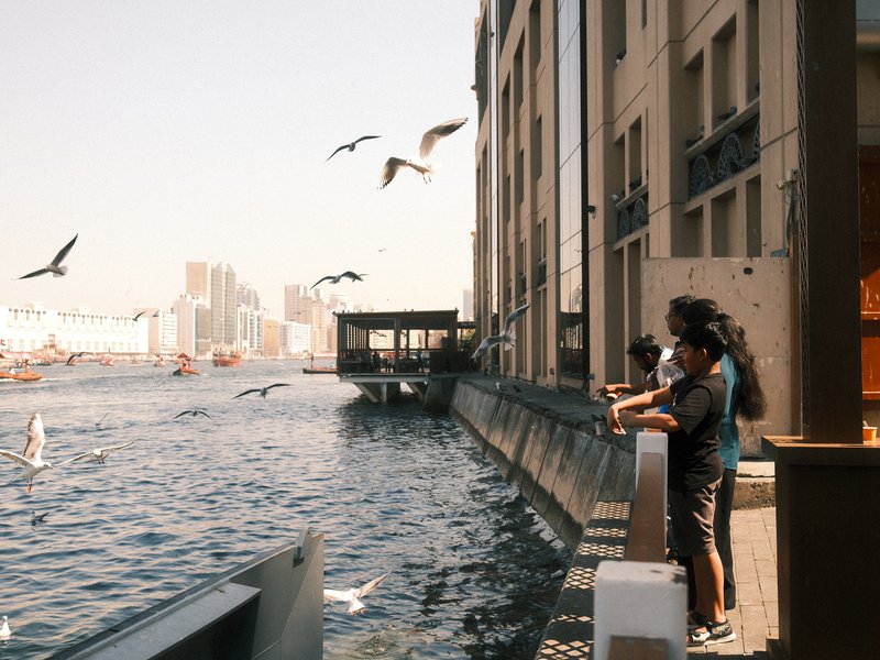 Three people standing by a waterfront, watching birds fly over the water with buildings in the background.