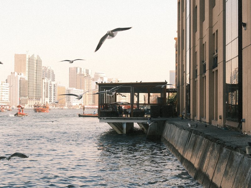 A waterfront scene with seagulls flying near a dock and city skyline in the background.