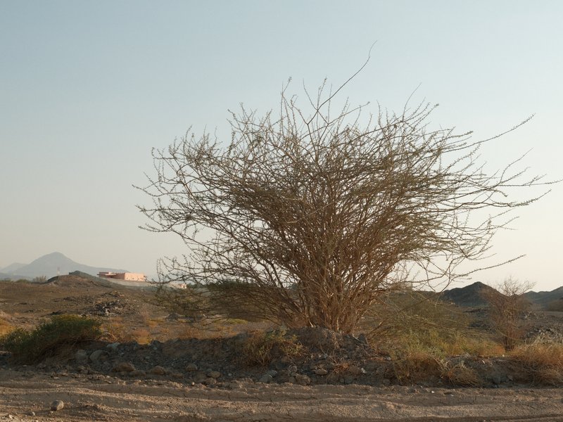 A solitary dry bush against a pale sky in a barren landscape.