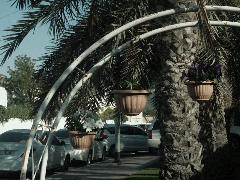Palm trees and hanging flower pots along a street with parked cars in the background.