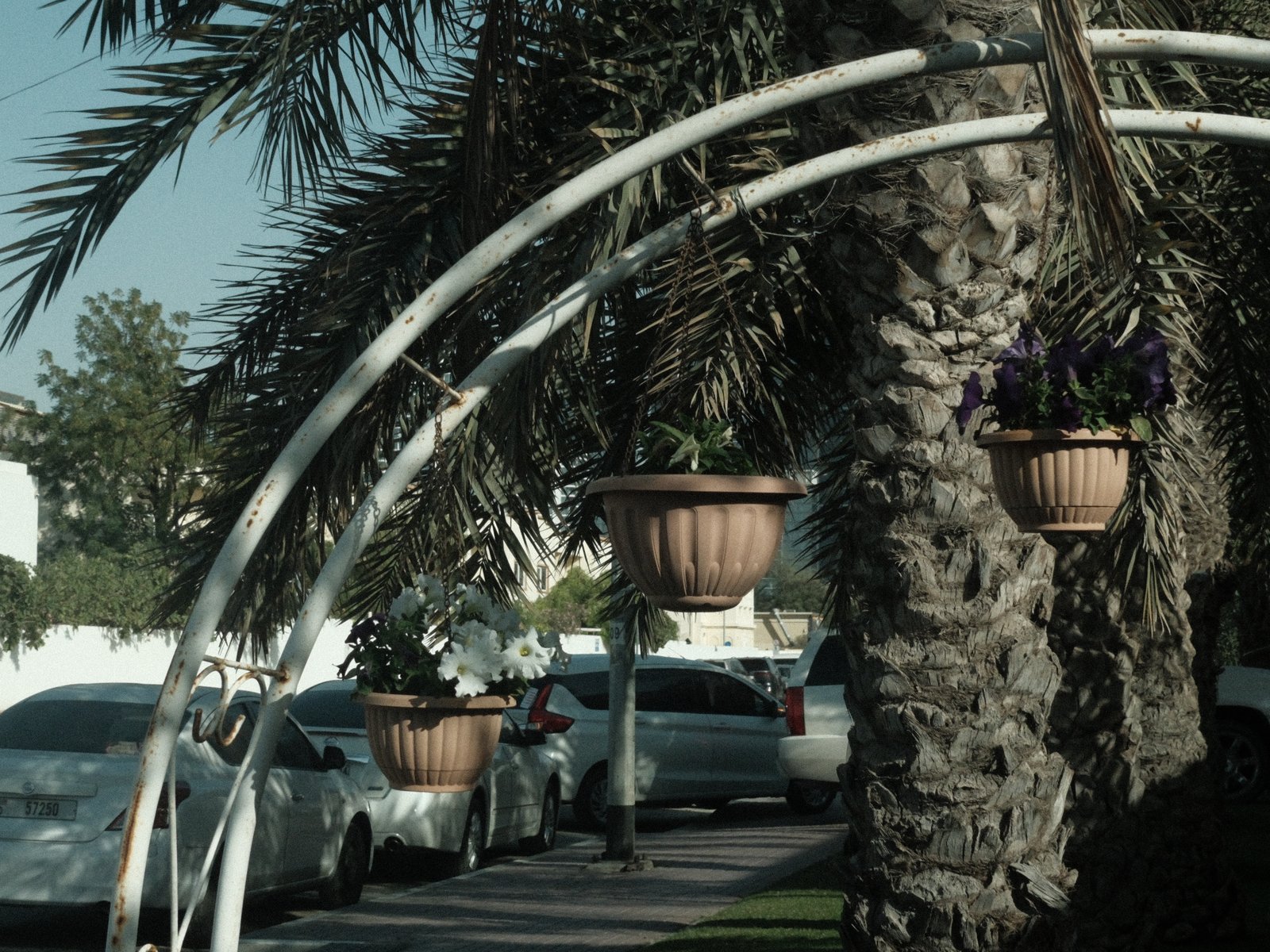 Palm trees and hanging flower pots along a street with parked cars in the background.