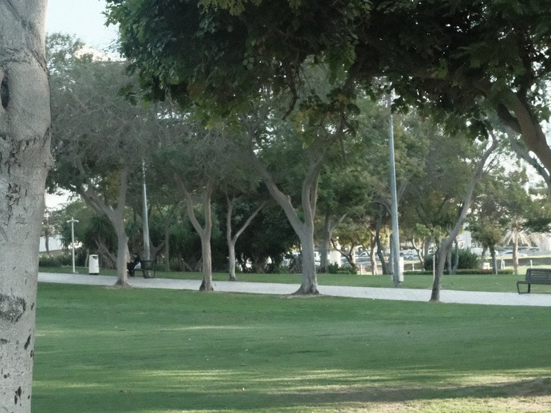 A park scene with trees lining a pathway, green grass, and a few benches in the background.