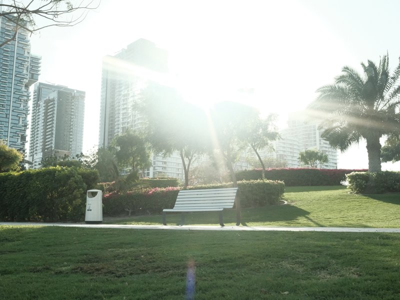 A sunlit park scene with a bench, palm trees, and tall buildings in the background.