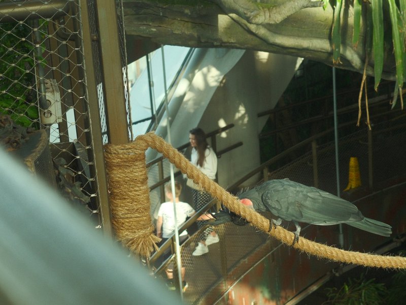 A parrot perched on a rope in a tropical setting with a blurred background of people and greenery.
