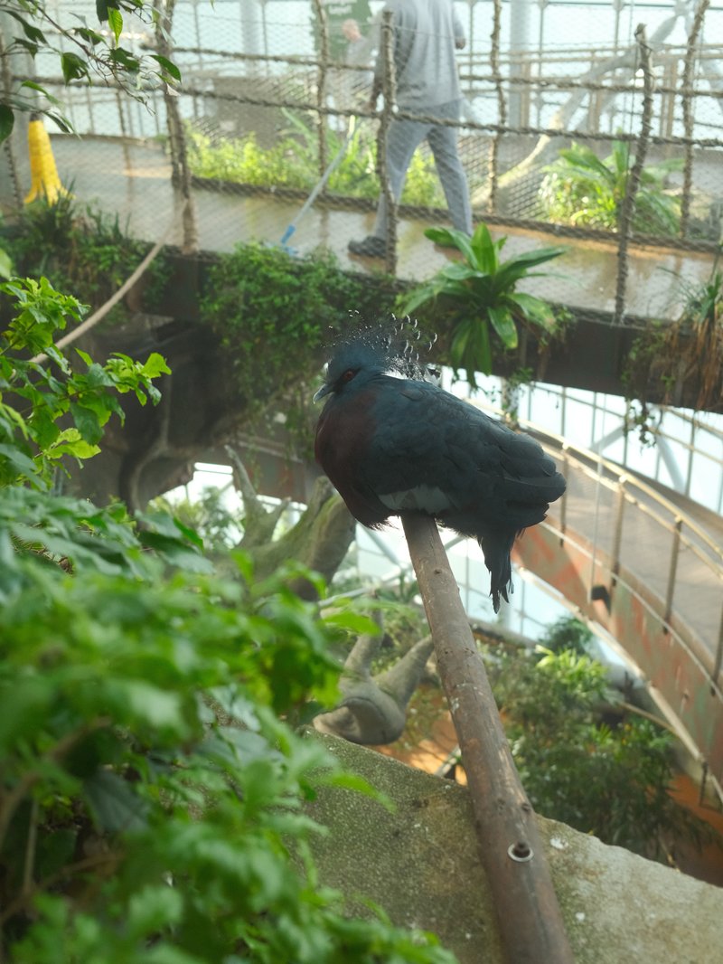 A black bird perched on a branch in a greenhouse with lush greenery and a person tending to plants in the background.