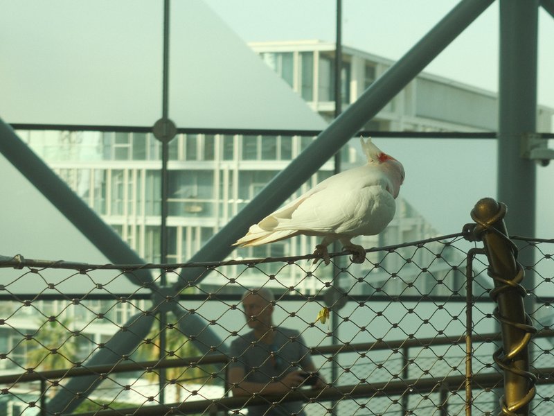 A white bird perched on a fence with a blurred urban background and a person in the foreground.