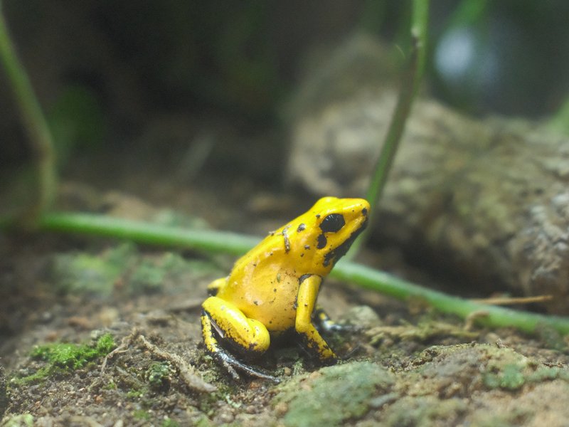 A close-up of a yellow poison dart frog sitting on a mossy surface surrounded by greenery.