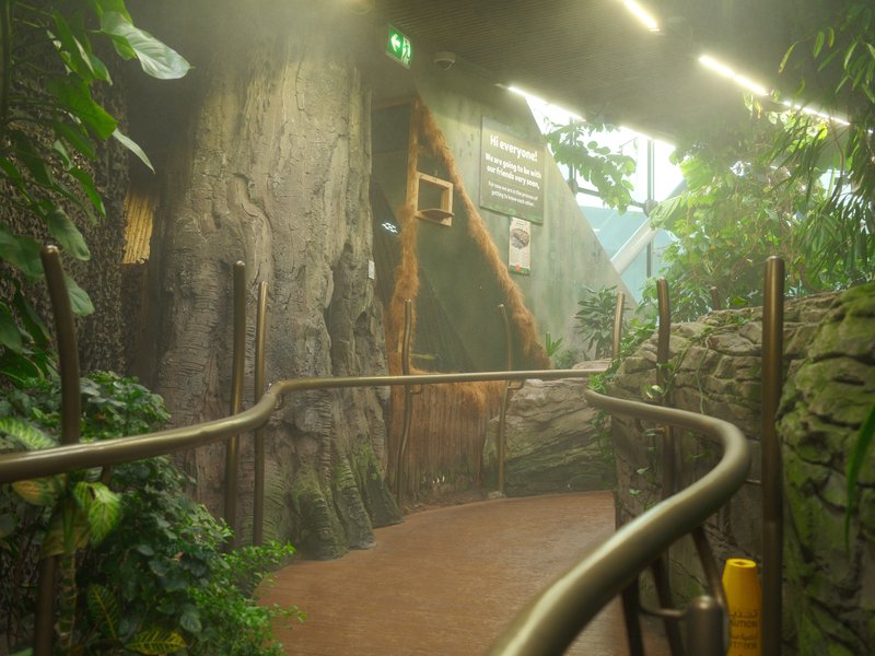 A misty indoor pathway surrounded by lush greenery and rocky textures.