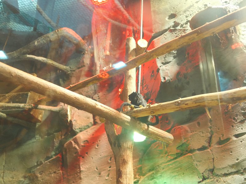 Abstract scene with wooden branches and colorful lights reflecting off a glass surface.