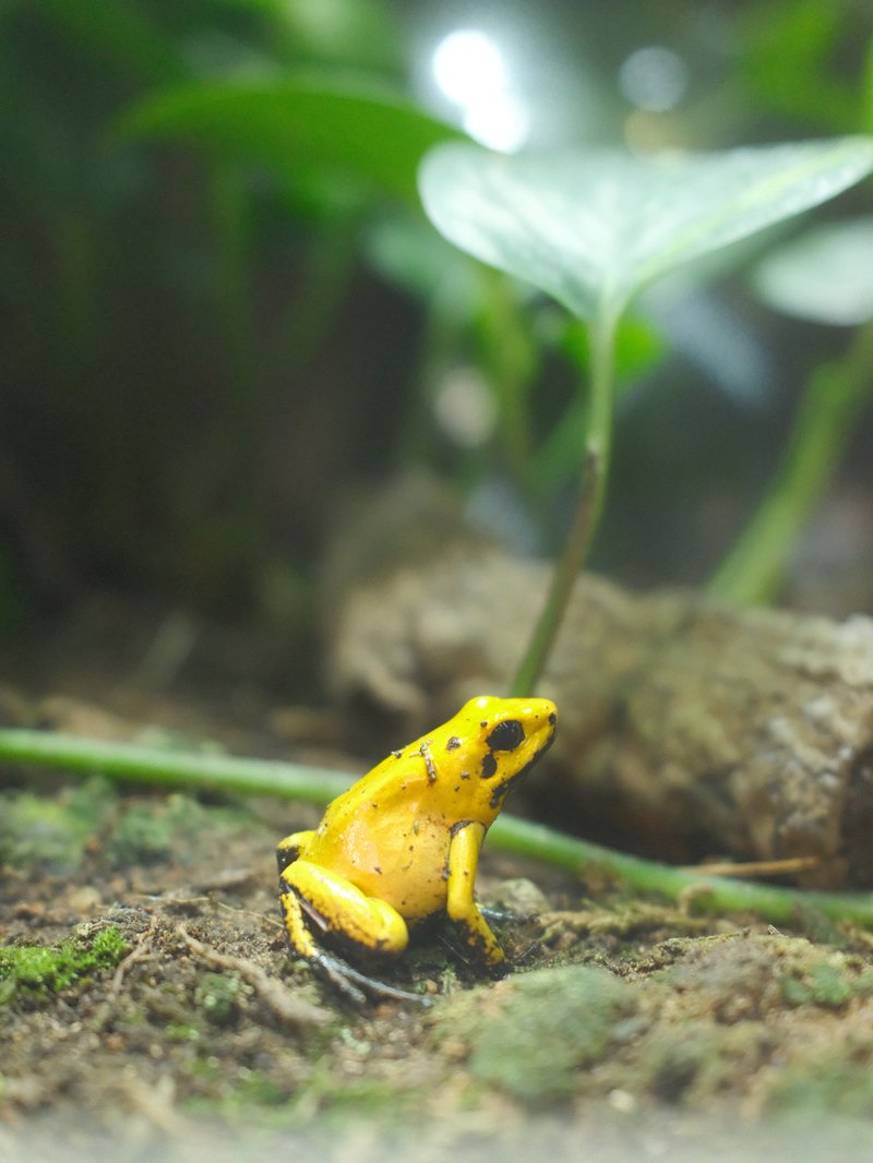 A small yellow frog with black spots sitting on the ground among green foliage.
