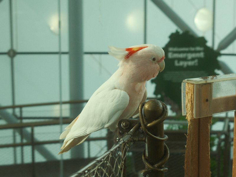 A pink and white cockatoo perched on a wooden railing in a bright indoor setting.