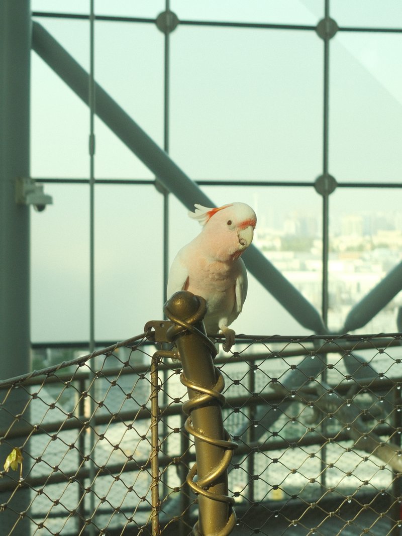 A white cockatoo perched on a railing inside a modern building with large glass windows.