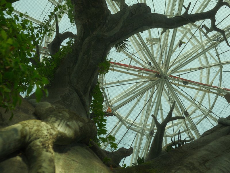 View from below a large tree looking up at a glass dome structure above.