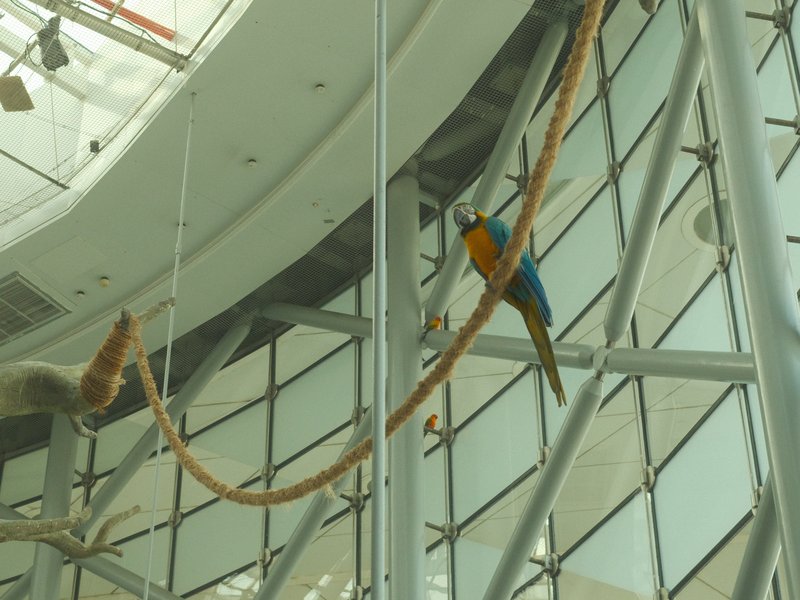 A colorful parrot perched on a rope in a modern indoor space with glass walls.