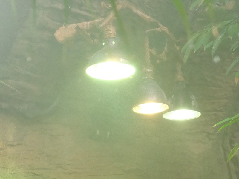 Three lamps emitting light in a misty, green environment.