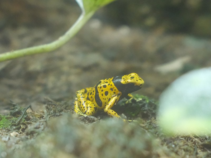 A small yellow and black spotted frog sitting on the ground among green foliage.