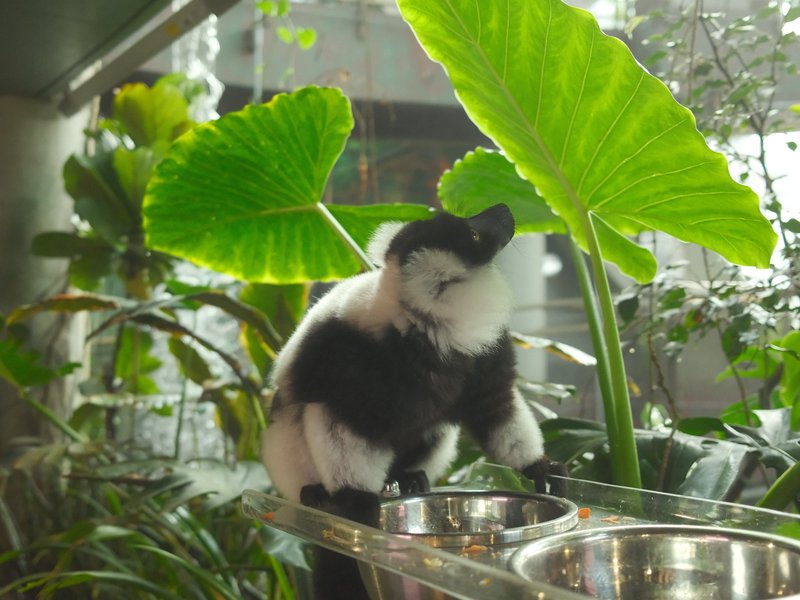 A small black and white monkey perched on a railing surrounded by large green leaves.