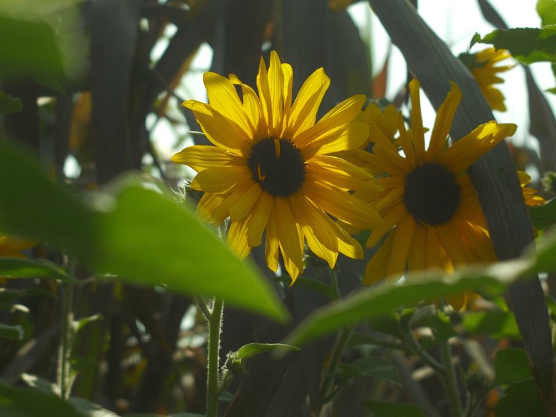 Two vibrant sunflowers surrounded by green leaves in a sunny setting.