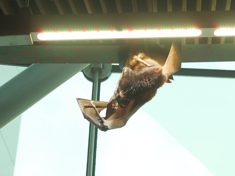 A bat hanging upside down from a structure with a light above it, showcasing its wings and body.