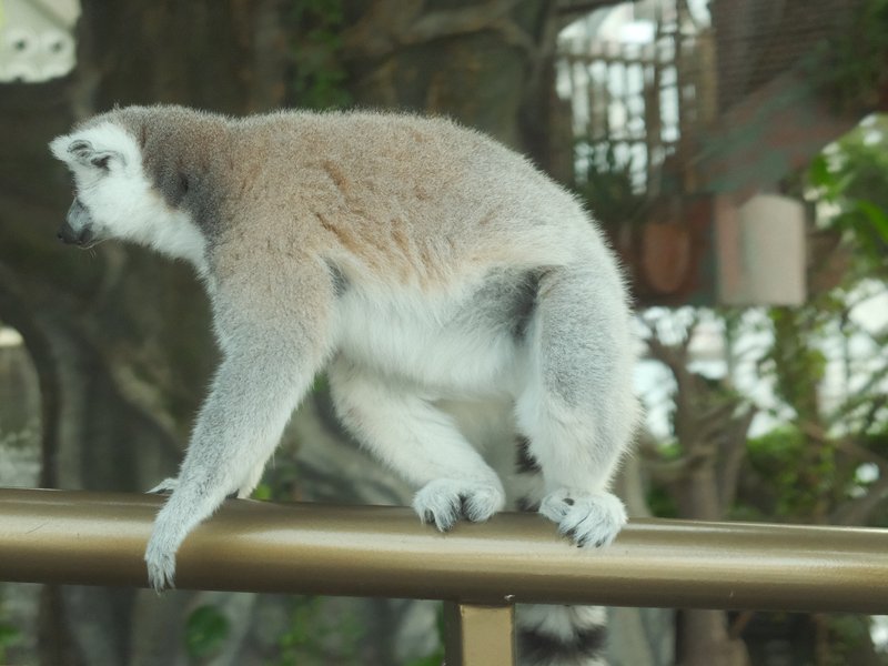 A lemur perched on a railing, showcasing its gray and white fur in a lush, green environment.