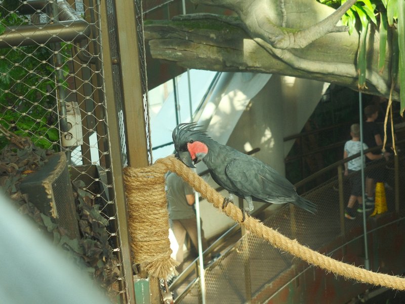 A black cockatoo perched on a rope in a zoo setting with visitors in the background.