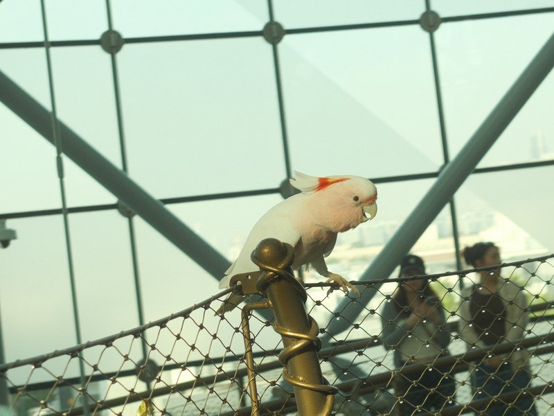 A white cockatoo perched on a golden railing with a modern glass structure in the background.