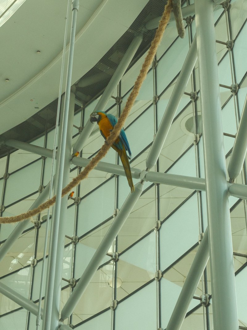 A colorful macaw perched on a rope in a modern architectural space with glass walls.