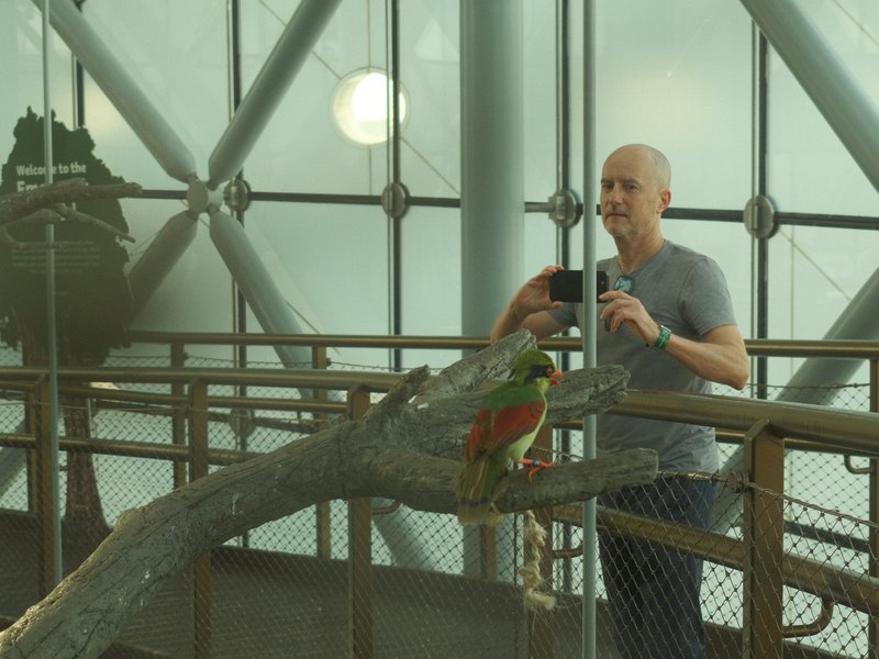 A man taking a photo of a colorful bird perched on a branch inside a glass-enclosed space.