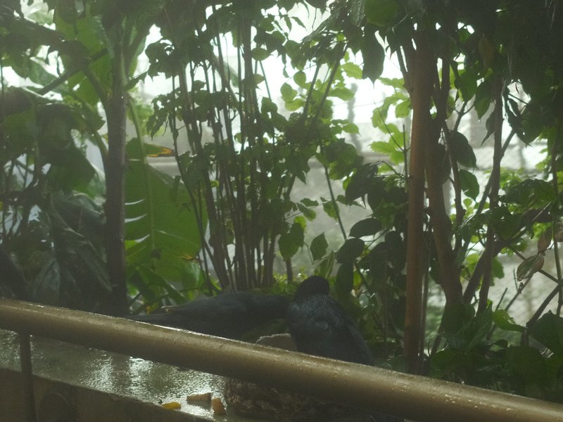A view through a window with rain, featuring green plants and blurred outdoor scenery.