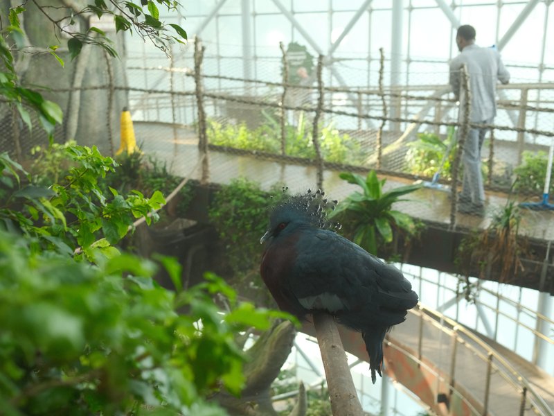 A black bird perched on a branch in a lush greenhouse with a person tending to plants in the background.
